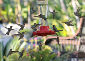 Feeding Hummingbirds