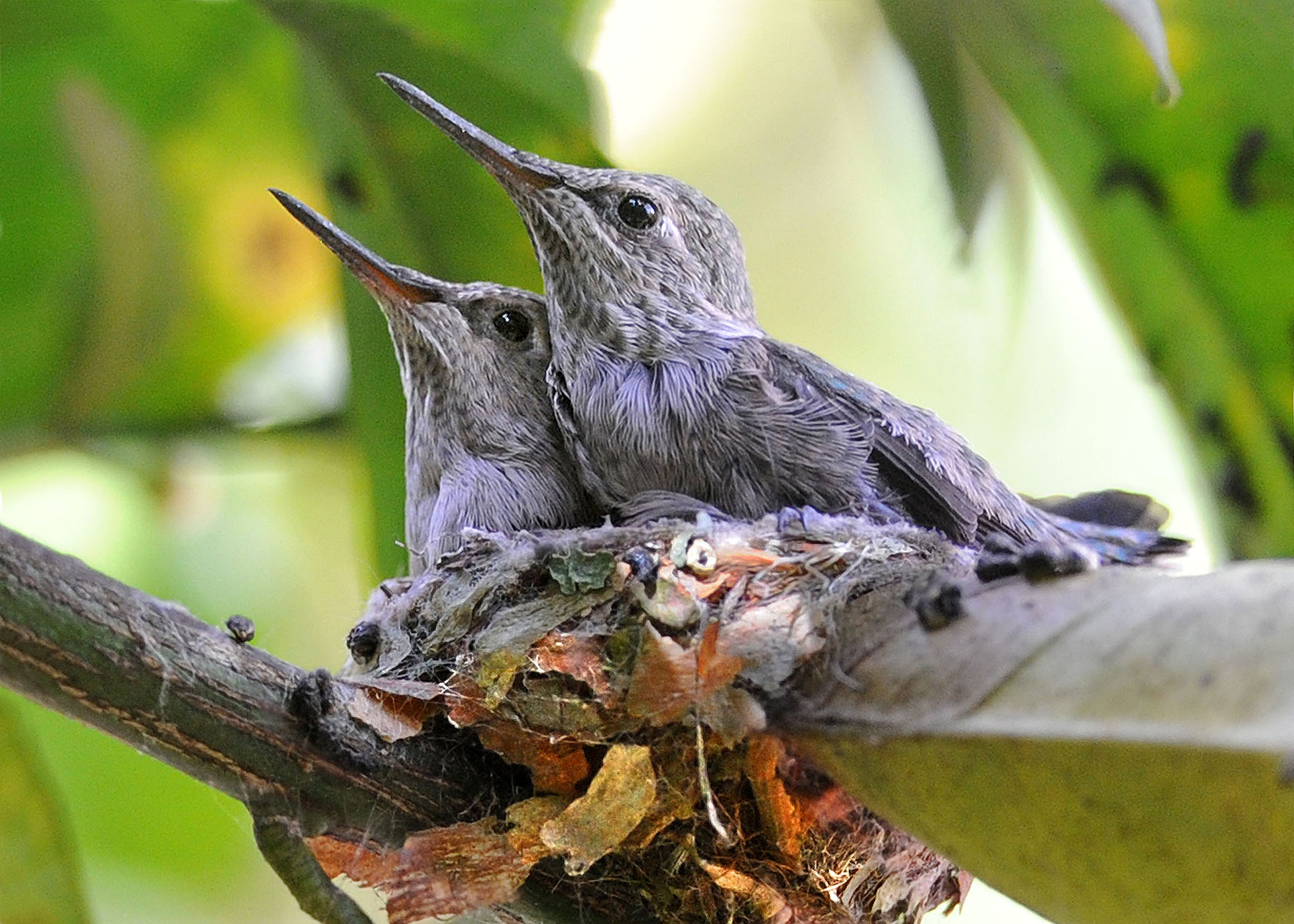 Hummingbirds in Nest